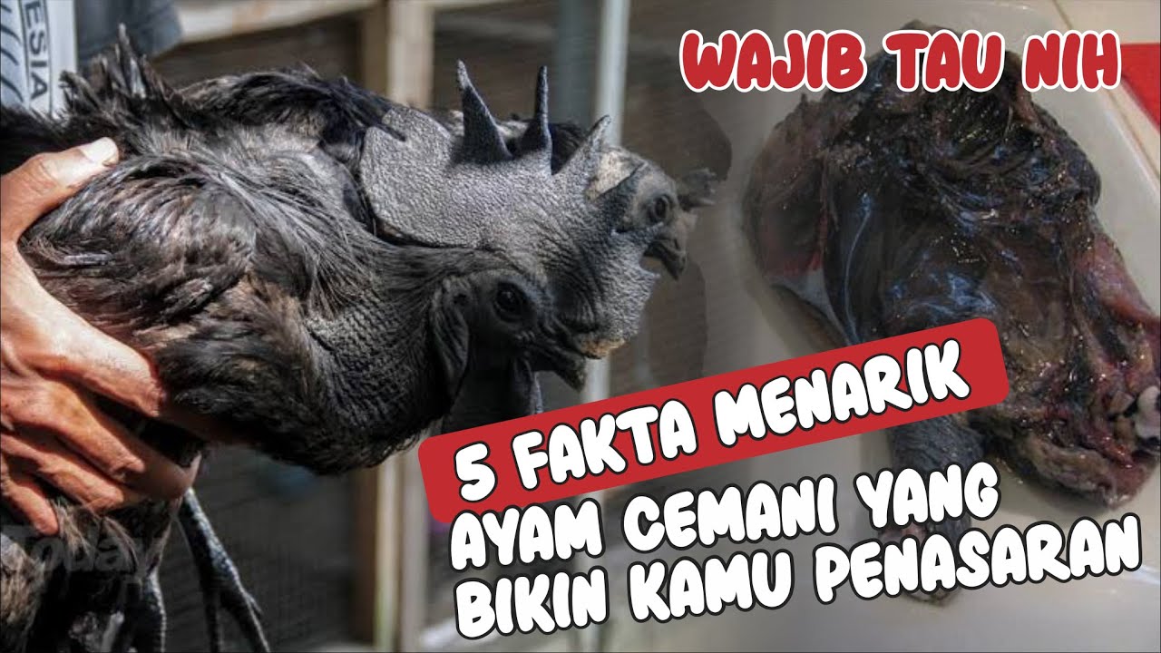 5 FAKTA MENARIK AYAM CEMANI YANG BIKIN KAMU PENASARAN - MANFAAT AYAM CEMANI
