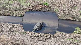 Exploring the La Chua Trail in Paynes Prairie State Park (Gainesville Florida)