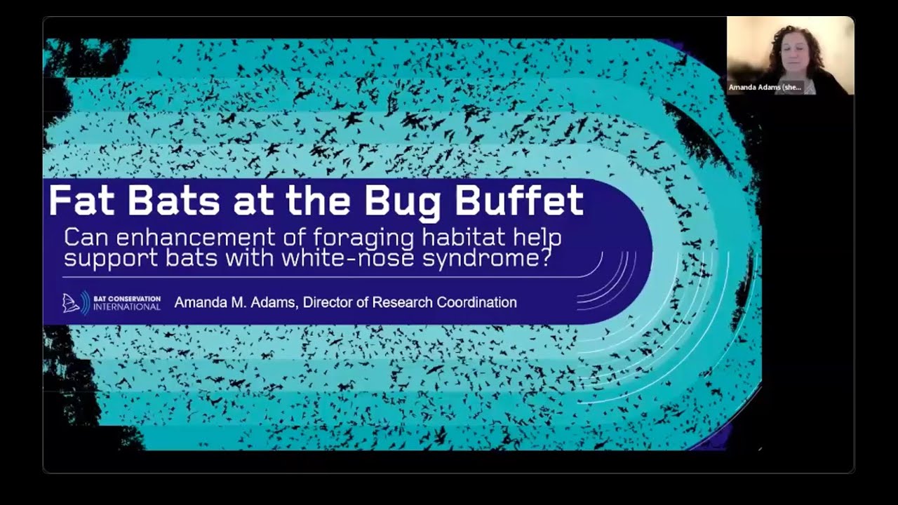 Can Enhancement of Foraging Habitat Help Support Bats with White-Nose Syndrome? Amanda Adams, PhD