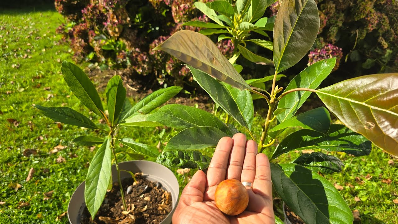 Avocatier Greffé - Plante D'Intérieur/Extérieur - Taille Environ 120-140 Cm - Prêt à Pousser