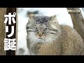 【マヌルネコ】ポリ誕 / Pallas's cat - Happy Birthday! Polly!