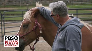 In Connecticut, these horses are helping veterans cope with the trauma of combat