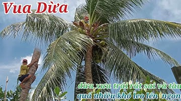 Vua Dừa Miền Tây//vua dừa leo cây dừa xưa nghiên tàu quá nhiều khó leo lên ngọn, tuông hết dừa nạo