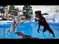 BEKLENEN EN BÜYÜK KAPIŞMA! PİTBULL KARABELA VS CİNNET! - GTA 5 PİTBULL'UN HAYATI