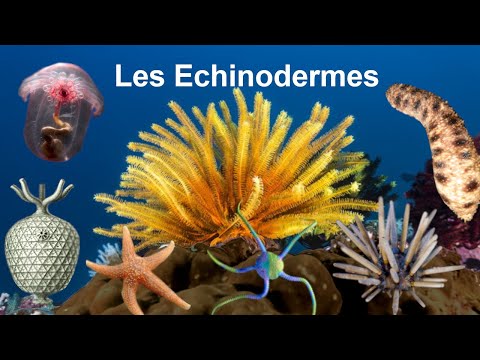 Les Echinodermes