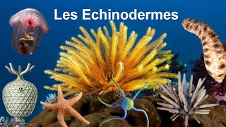 Les Echinodermes