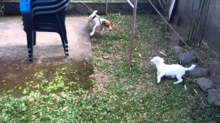 Jack Russell Terriers (Rough coat and Smooth coat) by Mello Muñoz 2,036 views 8 years ago 48 seconds