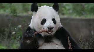 The Importance of Panda Conservation and Efforts (15 Minutes Microlearning)