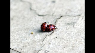 Ladybirds running around together screenshot 1
