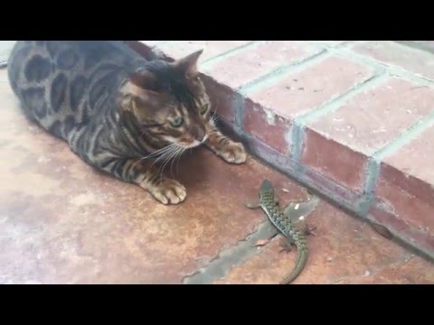 Simba the cat hunting for food!