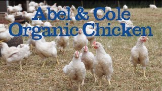 Abel Coles Organic Chicken Farmer