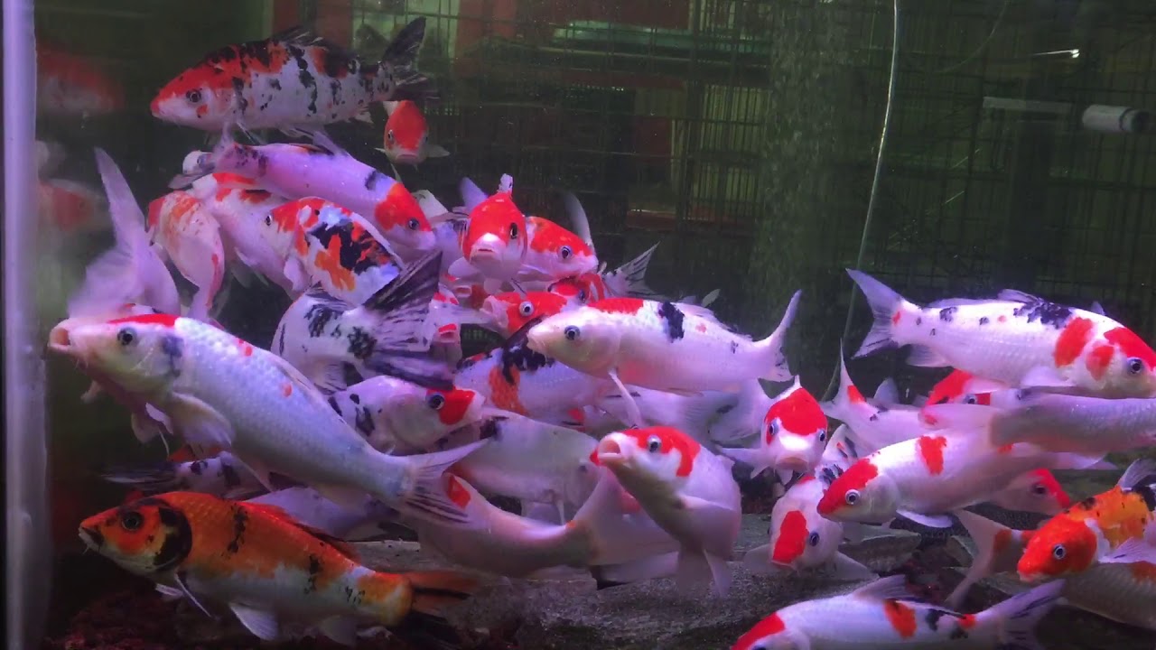 Koi Fish In Aquarium Unique Aquapets Nsk Kuchai Lama Youtube