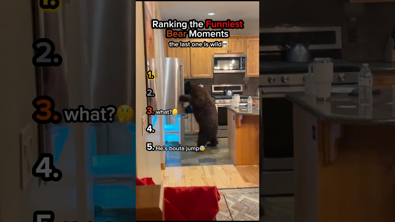 Ranking Funy Bear Moments😭