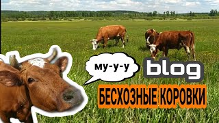 блог. БЕСХОЗНЫЕ КОРОВКИ