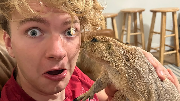 I Fed a British “Person” to my Prairie Dog (big ounce dies)