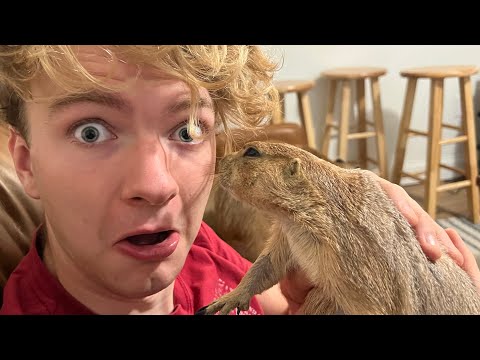 I Fed A British Person To My Prairie Dog