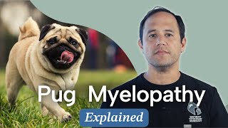 What is Pug Myelopathy?