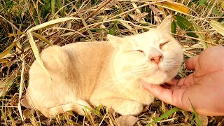 【親方とチビ】クリーム猫を可愛がっていたら嫉妬深い茶トラ猫が巣へ帰って行った