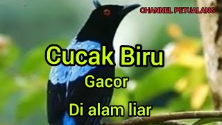 Masteran Cucak Biru / kacembang gadung ,langsung blong