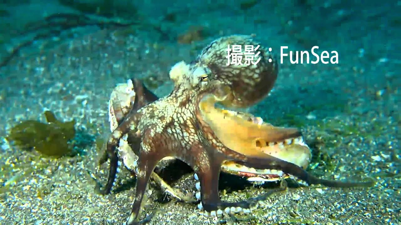 生態 写真 ダイビング クラブ 生態 写真 ダイビング クラブ