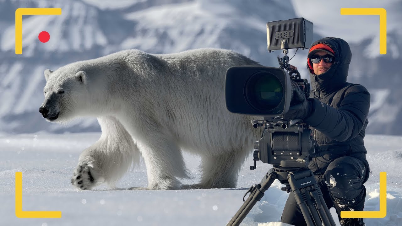 Почему ваши видеозаписи дикой природы выглядят непрофессионально (и как это исправить)