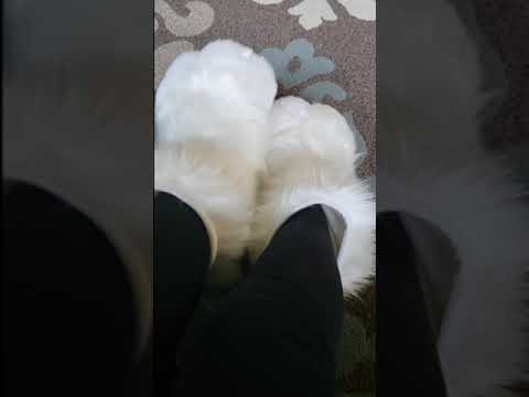 paw slipper play