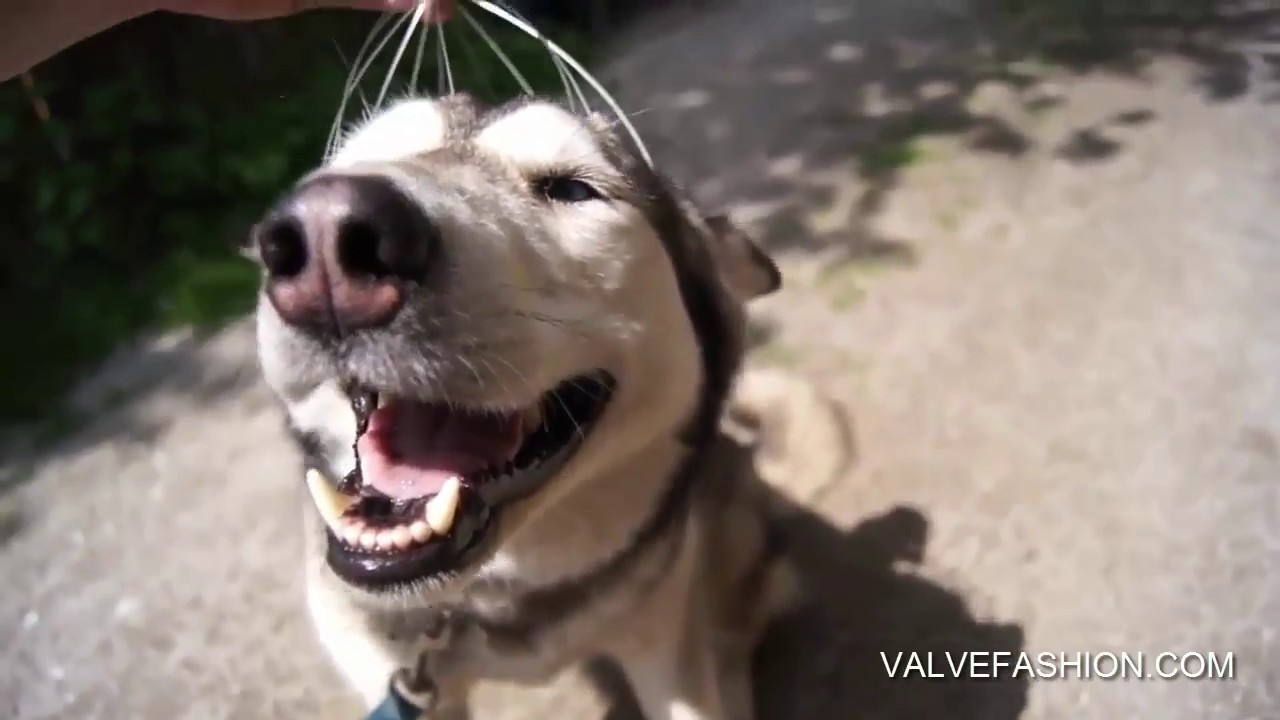 Make Your Dog Happy with HEAD SCALP MASSAGER Free For Dog Lovers