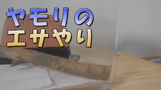 ヤモリのエサやり Japanese Gecko Feeding Youtube