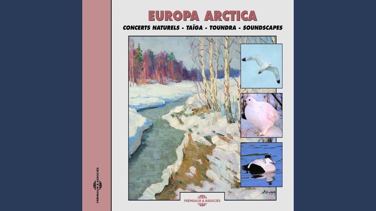 Bécasseau variable (Dunlin)