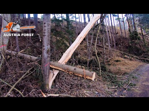 Forst weg Nach erneuten Sturmschäden Aufarbeiten