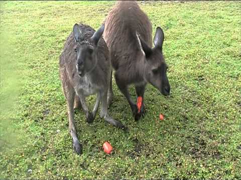 kangaroo eating carrots