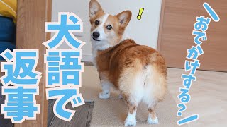 犬語でのお返事が100点満点にかわいいコーギー犬 by コギチューブ【犬と猫のゆるい生活】 31,903 views 1 month ago 9 minutes, 8 seconds