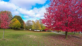 Beautiful Autumn Colours in Canada (Walk Tour )  - خريف كندا الجميل