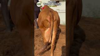 என் மனசுக்கு பிடிச்சமாதிரி மாடு எடுத்துட்டேன் hf and jersey cow farm in Salem #hfcows #jerseycows