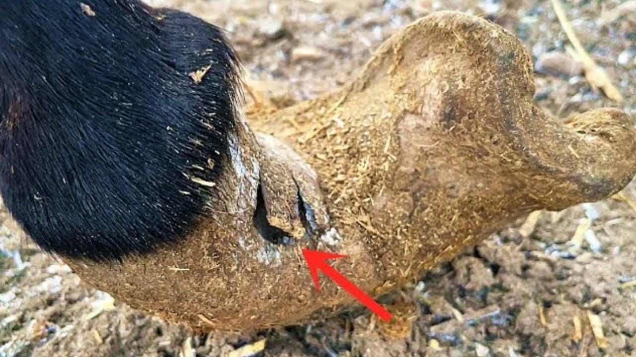 17歲騾子吃盡苦頭！ 枯瘦拐騾子裹腳暗藏血泡，腳底硌石子吃盡苦頭，師傅盡力挽救，四蹄恢復平整得勁了！