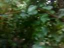 Golden Oriole and Bearded Barbet in Warsaw zoo jungle