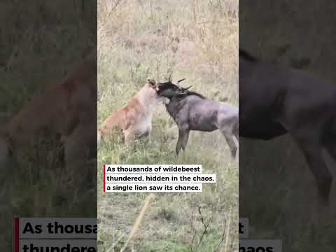 Lone Lion Catches Wildebeest During Migration