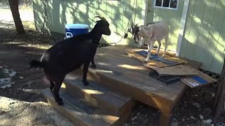 Maya Gets Protected By Kylie The Goat At Alveus