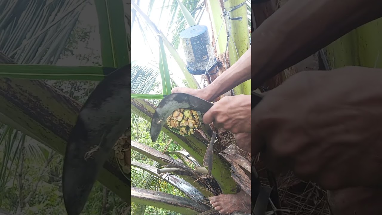 The art of tapping coconut sap 