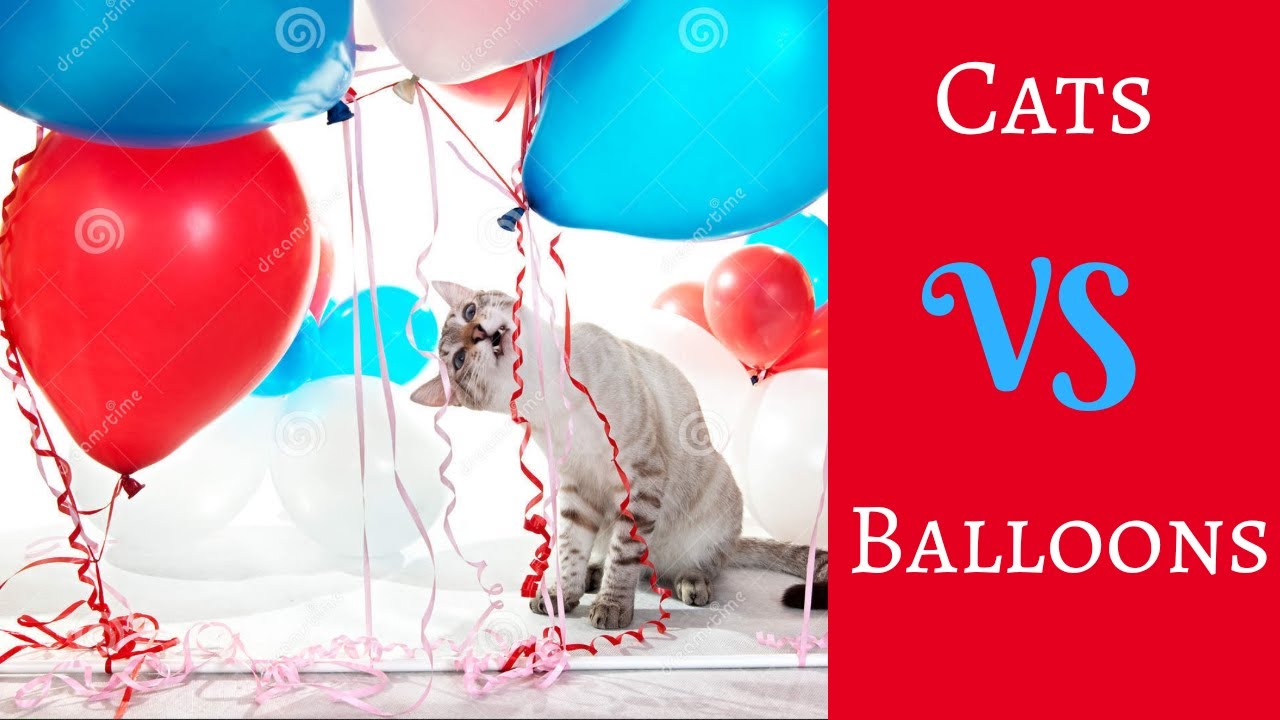 Cats Vs Balloons 😻 VS 🎈 Funny Cats Vines YouTube