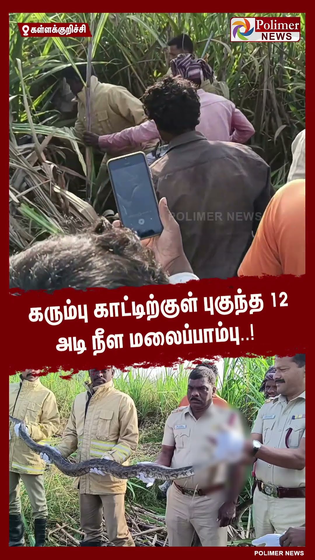கரும்பு காட்டிற்குள் புகுந்த 12 அடி நீள மலைப்பாம்பு..! #shorts | #snake