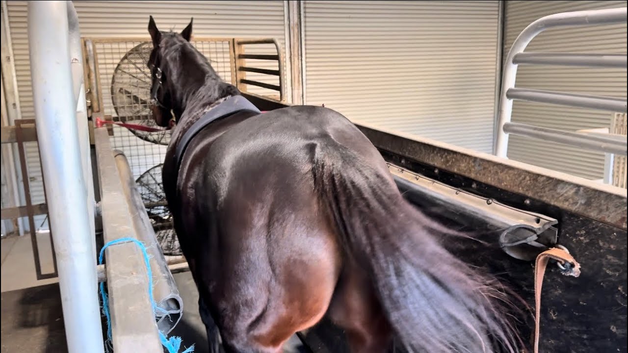 Racehorse Treadmill Workout | Behind the scenes Training Routine