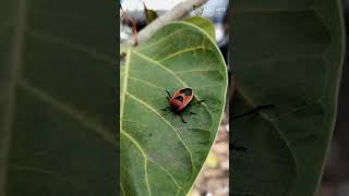 Stink Beetle #bug #stinkbug #nature #photography