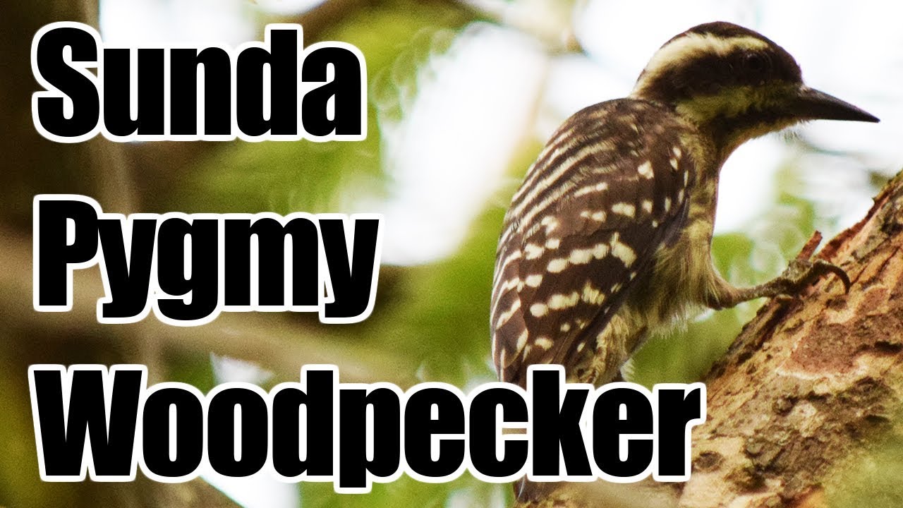 Sunda Pygmy Woodpecker マレーコゲラ Gardens By The Bay Youtube Sunda Pygmy Woodpecker マレーコゲラ Gardens By The Bay Youtube