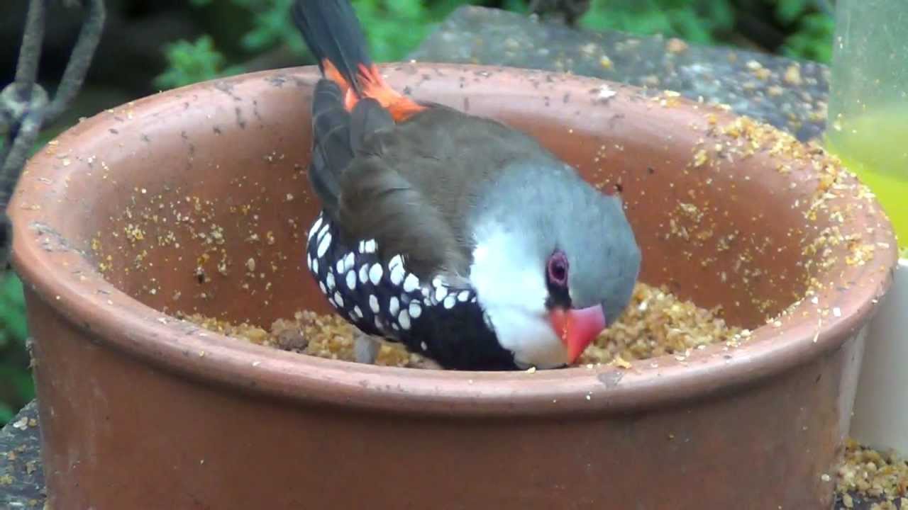 diamond firetail 