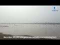 GLOBALink | More than 100,000 wild geese overwintering on Yellow River tidal flat