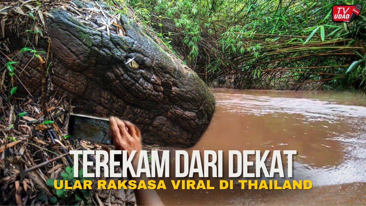 Merinding‼️ Ular Raksasa Ditemukan di Tepian Sungai Thailand, Sontak ...