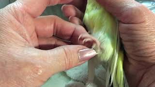 Parakeet Budgie, named Dori, had a Lump very Soft. screenshot 5