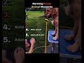 Funniest Animal moments 😂😂 | dont look at sound #animalmemes #animals #comedy #funny #funnyanimals
