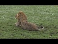 KenyaMaasaiMaraAMsafariLIVE 26 Oct 2017 Five male lions Part 2